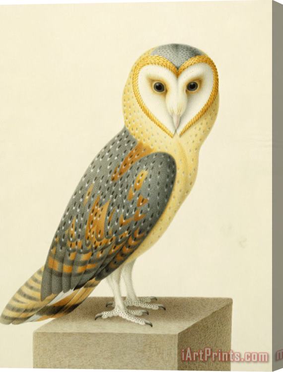 Joseph Nicolas Robert-Fleury A Barn Owl (tyto Alba) Stretched Canvas Print / Canvas Art