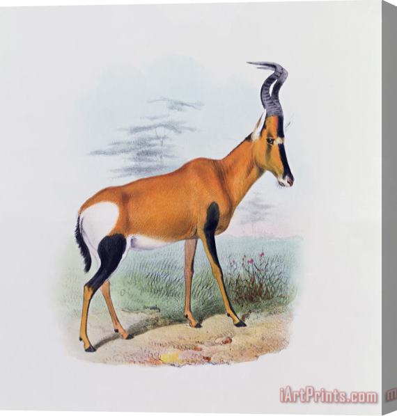 Joseph Wolf Antelope Stretched Canvas Print / Canvas Art