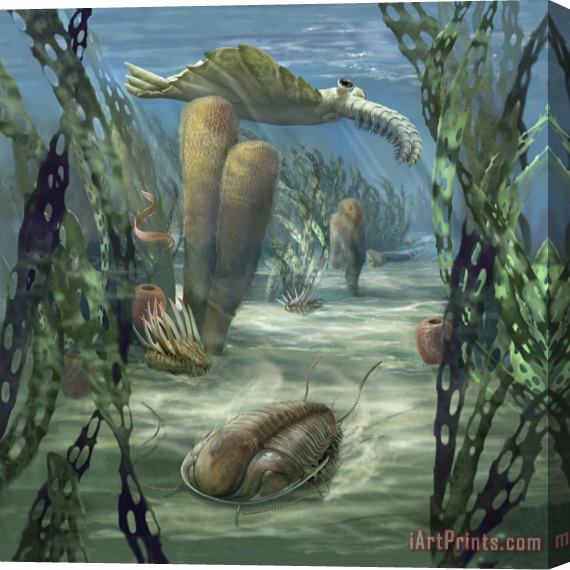 Karen Carr Cambrian Marine Scene Stretched Canvas Painting / Canvas Art