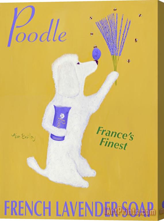 Ken Bailey Poodle French Lavender Soap Stretched Canvas Print / Canvas Art