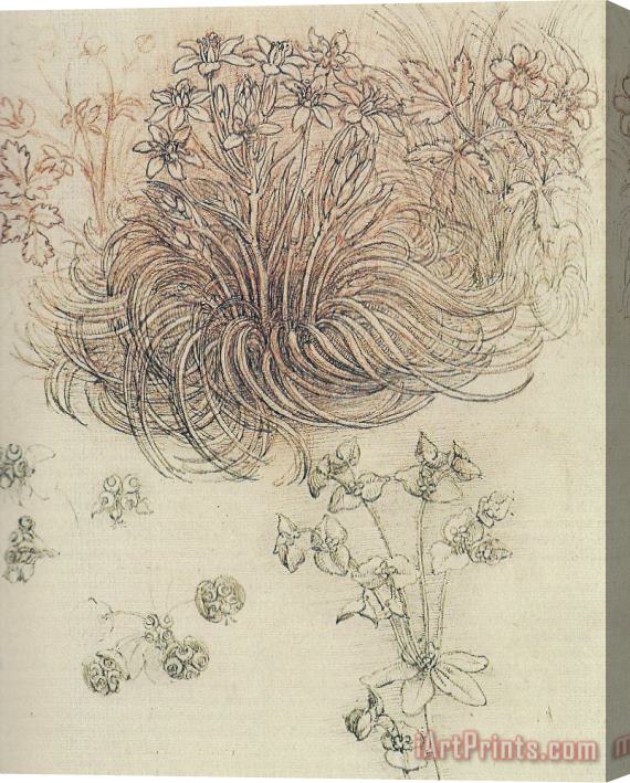 Leonardo da Vinci Botanical Study Stretched Canvas Print / Canvas Art