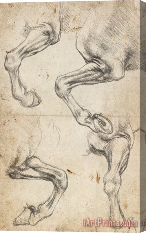 Leonardo da Vinci Study For Horse Legs Stretched Canvas Print / Canvas Art