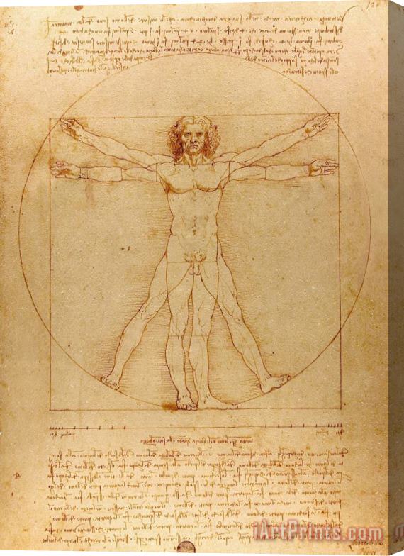Leonardo da Vinci The Vitruvian Man Stretched Canvas Painting / Canvas Art