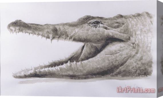 Lincoln Seligman Crocodile Stretched Canvas Print / Canvas Art