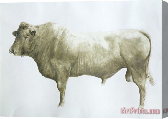 Lincoln Seligman Islay Bull Stretched Canvas Print / Canvas Art