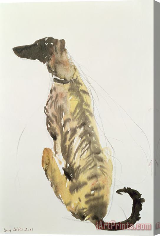 Lucy Willis Lurcher Sitting Stretched Canvas Print / Canvas Art