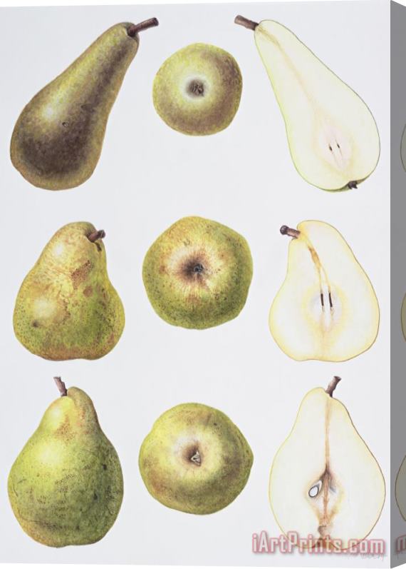 Margaret Ann Eden Six Pears Stretched Canvas Painting / Canvas Art