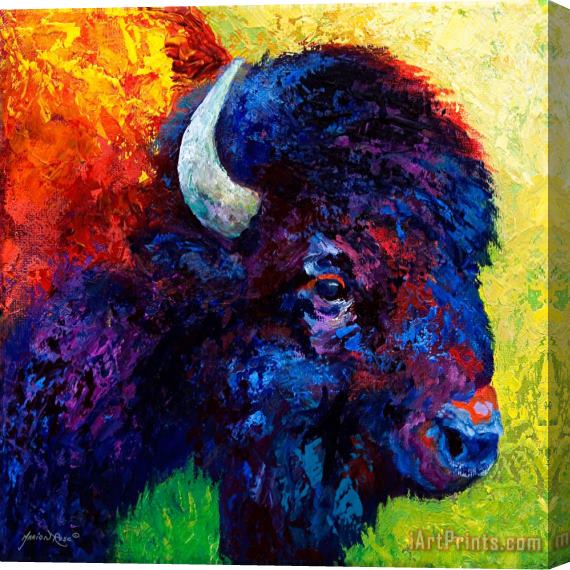 Marion Rose Bison Head Color Study III Stretched Canvas Painting / Canvas Art