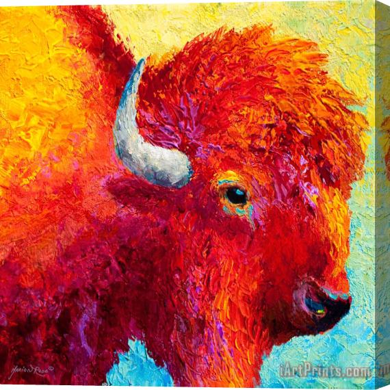 Marion Rose Bison Head Color Study IV Stretched Canvas Painting / Canvas Art