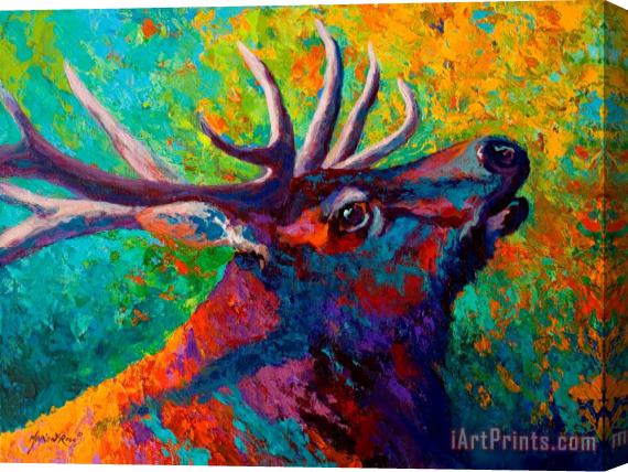 Marion Rose Forest Echo - Bull Elk Stretched Canvas Print / Canvas Art
