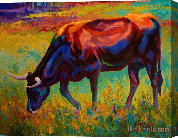 Marion Rose Grazing Texas Longhorn Stretched Canvas Painting / Canvas Art