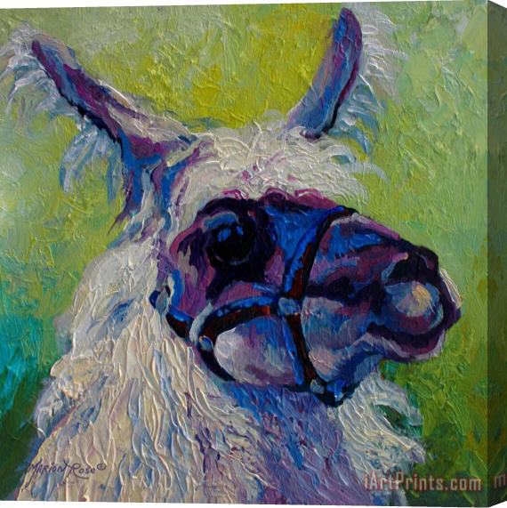 Marion Rose Lilloet - Llama Stretched Canvas Painting / Canvas Art