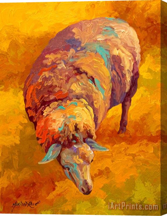 Marion Rose Sheepish Stretched Canvas Painting / Canvas Art