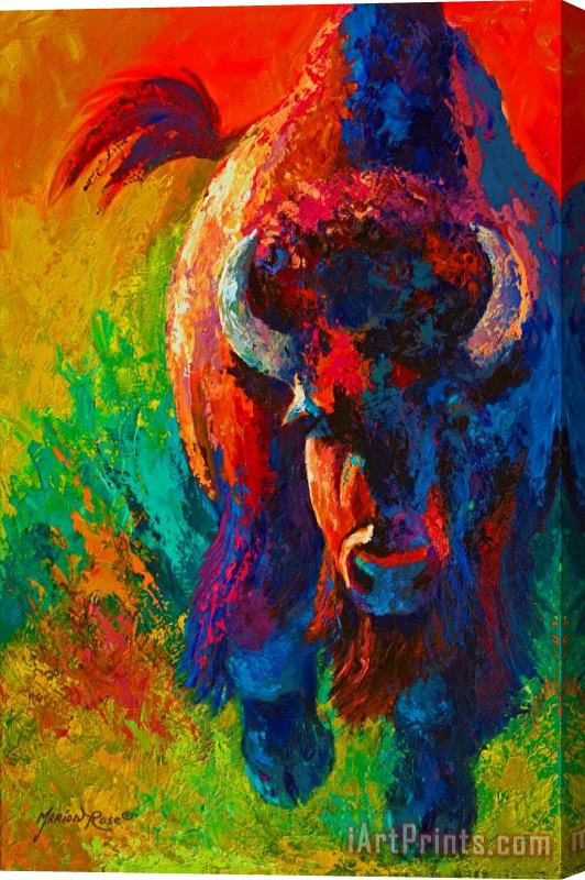 Marion Rose Straight Forward Introduction - Bison Stretched Canvas Painting / Canvas Art