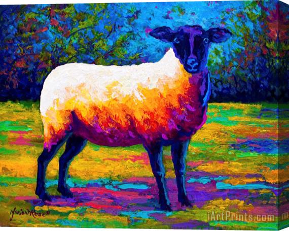 Marion Rose Suffolk Ewe 2 Stretched Canvas Print / Canvas Art