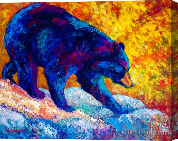 Marion Rose Tentative Step - Black Bear Stretched Canvas Print / Canvas Art