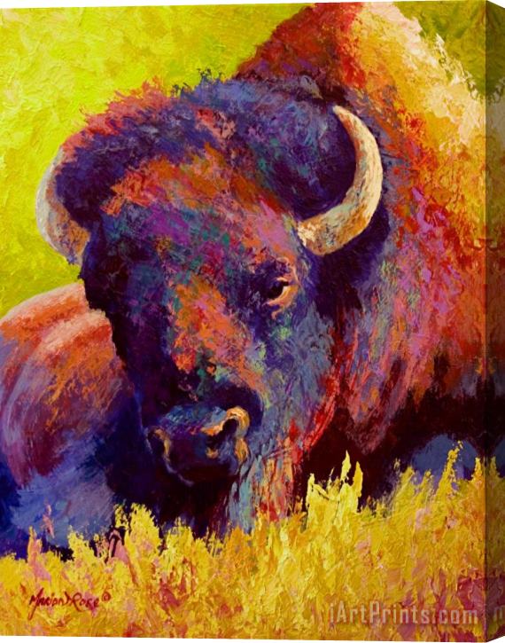 Marion Rose Timeless Spirit - Bison Stretched Canvas Painting / Canvas Art
