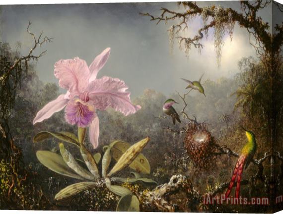 Martin Johnson Heade Cattelya Orchid And Three Brazilian Hummingbirds Stretched Canvas Print / Canvas Art