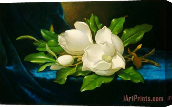 Martin Johnson Heade Giant Magnolias on a Blue Velvet Cloth Nga Stretched Canvas Print / Canvas Art