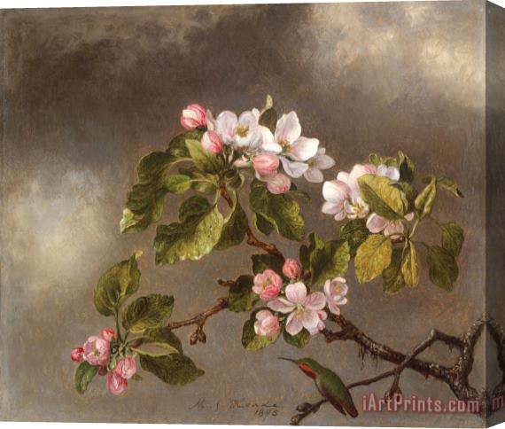 Martin Johnson Heade Hummingbird And Apple Blossoms Stretched Canvas Painting / Canvas Art