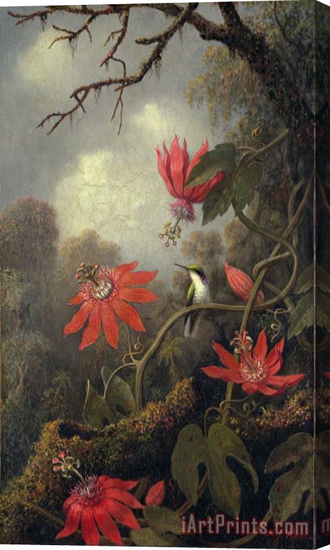 Martin Johnson Heade hummingbird and passion flowers Stretched Canvas Print / Canvas Art