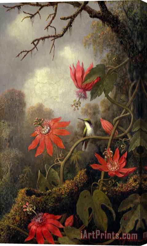 Martin Johnson Heade Hummingbird And Passionflowers Stretched Canvas Painting / Canvas Art