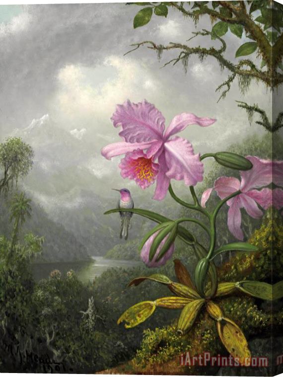 Martin Johnson Heade Hummingbird Perched on The Orchid Plant Stretched Canvas Print / Canvas Art