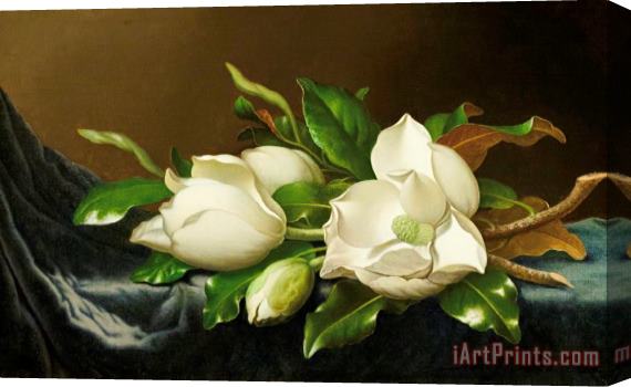Martin Johnson Heade Magnolias on Blue Velvet Couch Stretched Canvas Print / Canvas Art