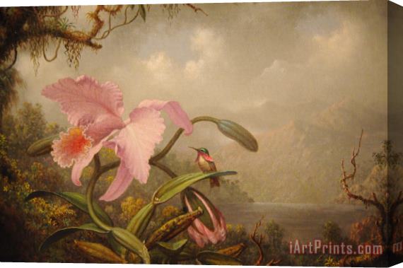 Martin Johnson Heade Orchid And Hummingbird Stretched Canvas Print / Canvas Art