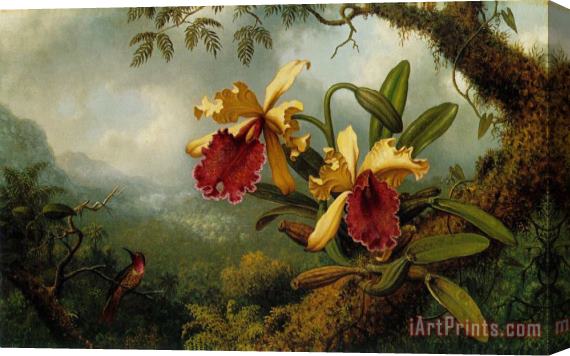 Martin Johnson Heade Orchids And Hummingbird Stretched Canvas Print / Canvas Art