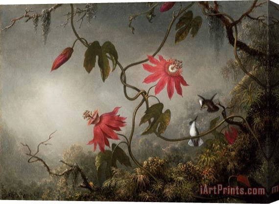 Martin Johnson Heade Passion Flowers And Hummingbirds Stretched Canvas Print / Canvas Art