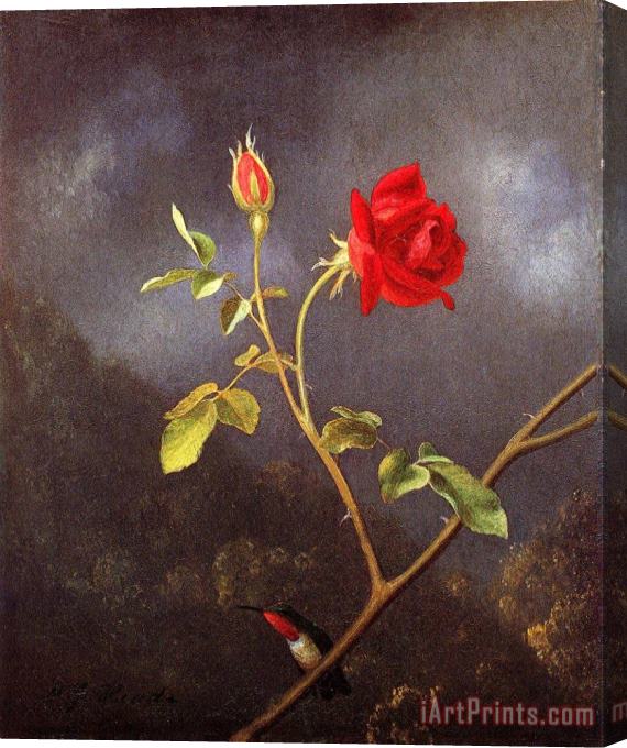 Martin Johnson Heade Red Rose with Ruby Throat Stretched Canvas Painting / Canvas Art