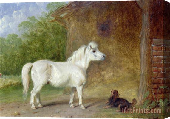 Martin Theodore Ward A Shetland pony and a King Charles spaniel Stretched Canvas Print / Canvas Art