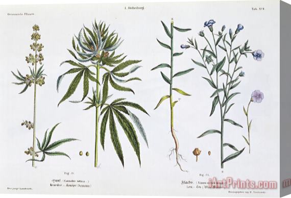 Matthias Trentsensky Cannabis And Flax Stretched Canvas Painting / Canvas Art
