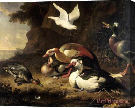 Melchior de Hondecoeter Ducks Stretched Canvas Print / Canvas Art