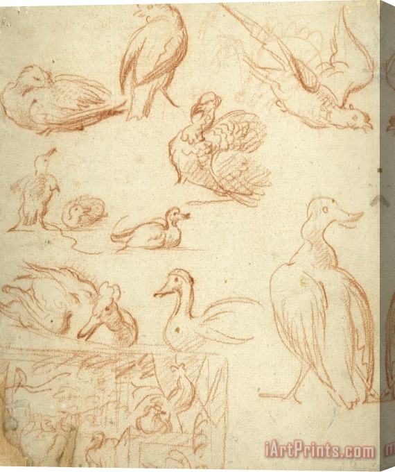 Melchior de Hondecoeter Schetsen Van Een Compositie En Verschillende Vogels Stretched Canvas Print / Canvas Art