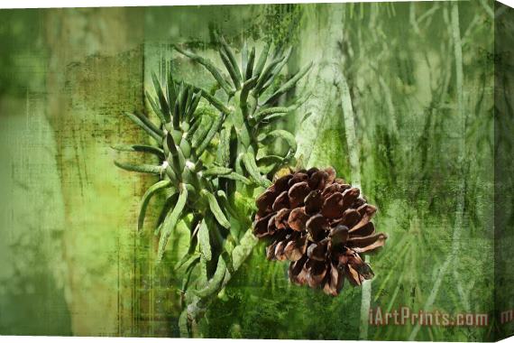 Michael Greenaway Conifer cone Stretched Canvas Print / Canvas Art