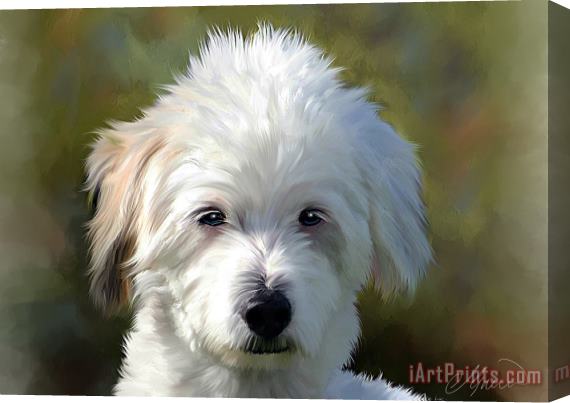 Michael Greenaway White Terrier Dog Portrait Stretched Canvas Print / Canvas Art