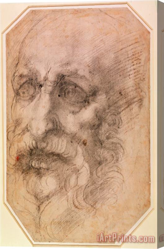 Michelangelo Buonarroti Portrait of a Bearded Man Stretched Canvas Print / Canvas Art