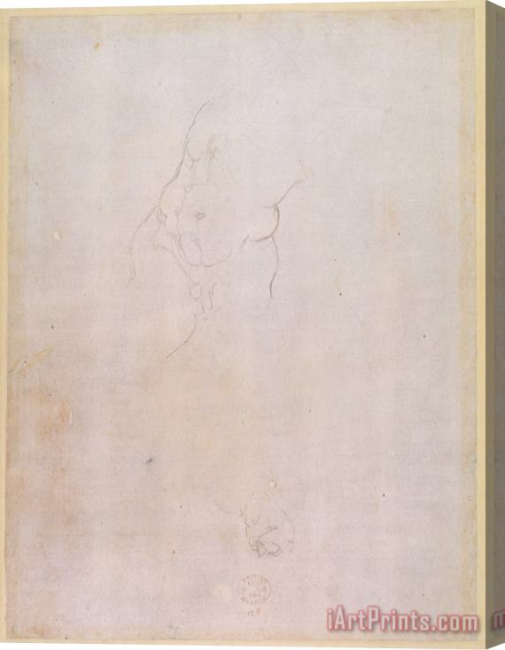 Michelangelo Buonarroti Study of a Male Torso Pencil on Paper Verso for Recto See 192512 Stretched Canvas Print / Canvas Art