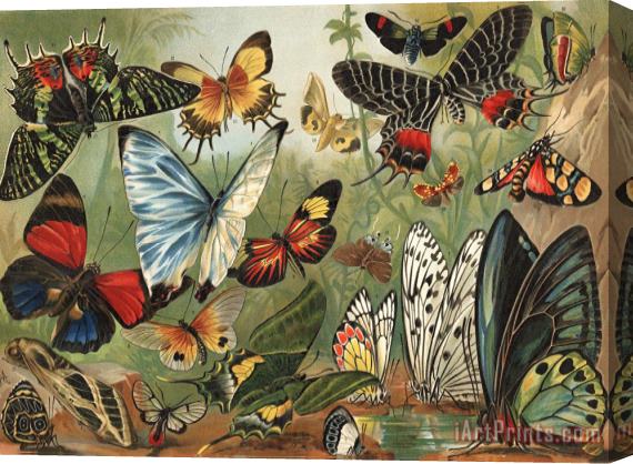 Mutzel Butterflies 2 Stretched Canvas Painting / Canvas Art