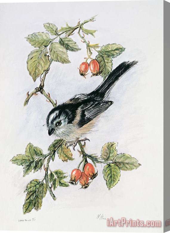 Nell Hill Long Tailed Tit And Rosehips Stretched Canvas Painting / Canvas Art