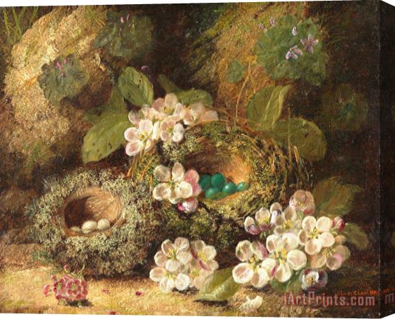 Oliver Clare Primroses and Bird's Nests on a Mossy Bank Stretched Canvas Painting / Canvas Art