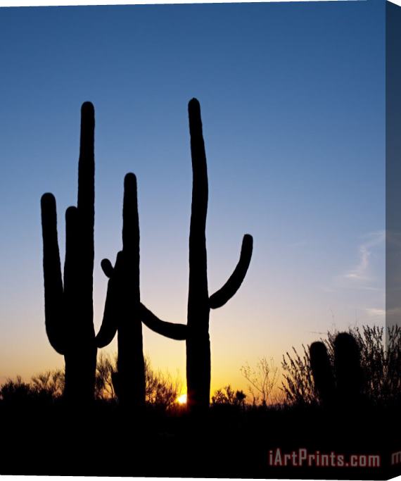 Others Arizona: Cacti, 2008 Stretched Canvas Print / Canvas Art