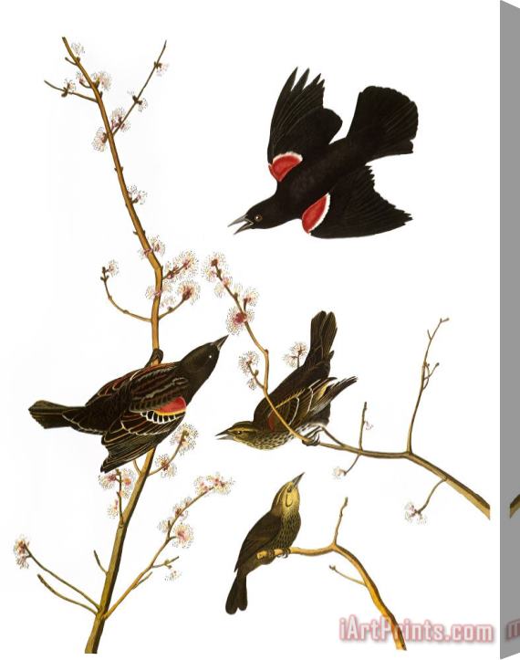 Others Audubon: Blackbird, (1827) Stretched Canvas Print / Canvas Art