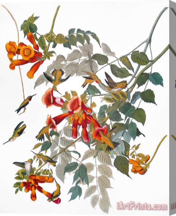 Others Audubon: Hummingbird Stretched Canvas Print / Canvas Art