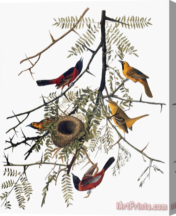 Others Audubon: Oriole Stretched Canvas Print / Canvas Art