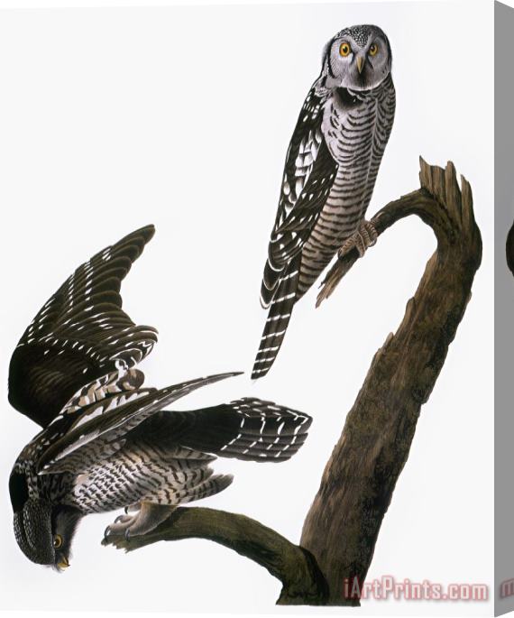 Others Audubon: Owl Stretched Canvas Print / Canvas Art