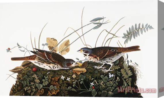Others Audubon: Sparrow Stretched Canvas Print / Canvas Art