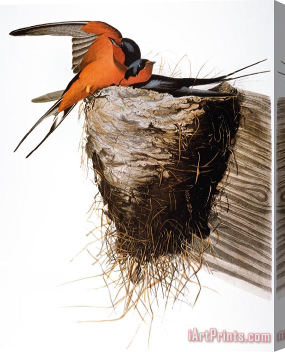 Others Audubon: Swallow Stretched Canvas Print / Canvas Art